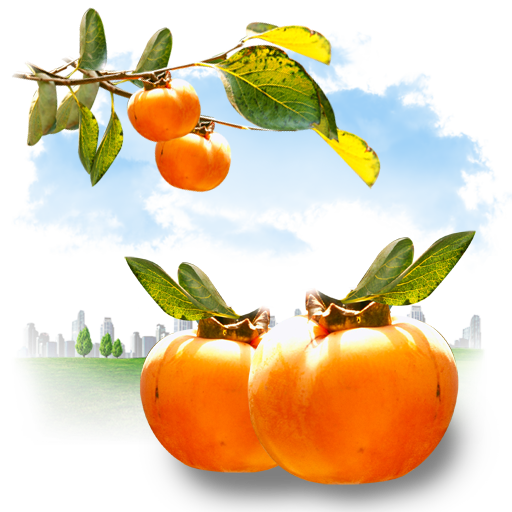 fruits__persimmon 