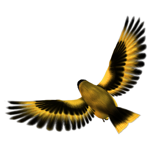 golden_finch_02 ˿ȸ