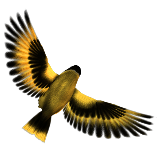 golden_finch_03 ˿ȸ