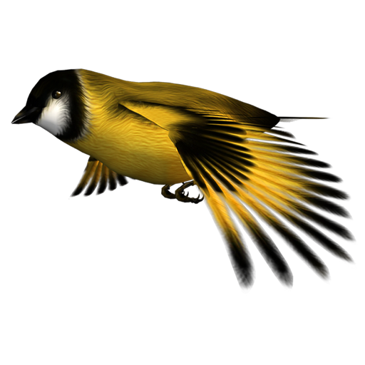 golden_finch_06 ˿ȸ