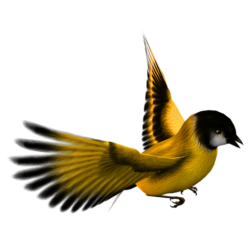 golden_finch_12 ˿ȸ