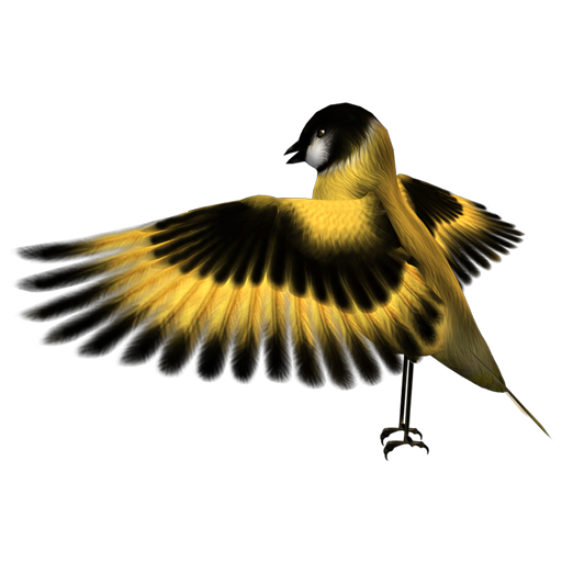 golden_finch_13