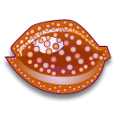 cypraea_cervus