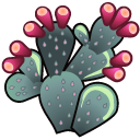 cactus_Prickly_Pear