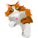 cat 猫