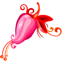 flower 花