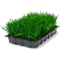 wheatgrass tray ïʢ