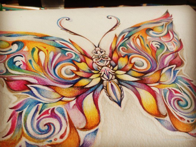 butterfly drawing